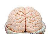 Human brain anatomy model