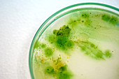 Petri dish with cyanobacteria