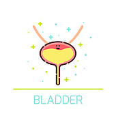 Healthy bladder, conceptual illustration