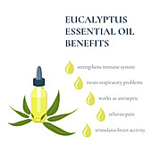 Benefits of eucalyptus essential oil, illustration