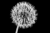 Dandelion (Taraxacum officinale) seedhead