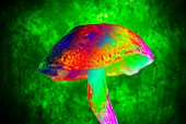 Magic mushroom