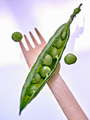 Opened pea pod on a wooden fork (close-up)