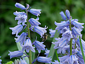 Honeybee on the blossoms of rabbit bells