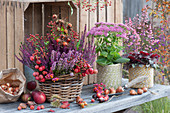 Baskets with bell heath, budding heather, stonecrop 'Carl' and coral bells Baby Bells 'Dark Desire', rose hips, ornamental apples, tulip bulbs, apples, chestnuts, and common spindle stalks as decoration
