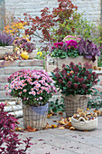 Autumn terrace with chrysanthemum, flowering skimmia and box with cyclamen, budding heather, stonecrop and purplebells