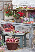 Herbst-Arrangement mit Alpenveilchen, Scheinbeere, Topferika, Zierkohl, Zierkürbis, Zierapfel, Chili und Sträußchen aus Chrysantheme und Hortensie