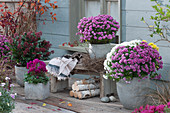 Autumn terrace with chrysanthemums, cyclamen, and skimmia in grey planters, birch trunks under the wooden bench