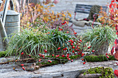 Evergreen grasses in baskets: Sedge 'Evercream' and 'Ribbon Falls', branches with rose hips and moss