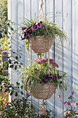 Ampel etagere with horned violets, stonecrop 'Carl', coral bells and sedge 'Evergold'