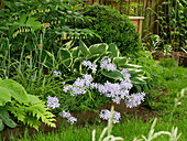 Shade bed with forest phlox 'Clouds of Perfume', funkie 'Francee', Solomon's seal 'Weihenstephan', ferns and pointed fritillaries