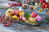 Fragrant autumn decoration with quinces, apples, ornamental quinces, and rose petals