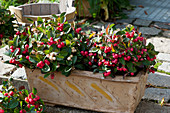 Box of winterberries 'winter pearls' and 'Panny Pu' berries