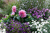 Herbstbeet mit Astern, Dahlie 'Lavender Ruffles' und Chrysanthemen