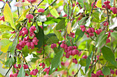 Common spindle Tree with fruits in late summer
