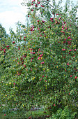 Apfelbaum mit roten Äpfeln im Spätsommer