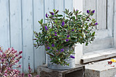 Purple flowering hebe in a zinc pot