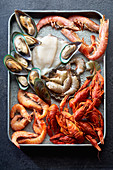 Seafood-Stillleben: Flusskrebse, Shrimps, Grünlippmuscheln und Tintenfisch