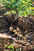 Kartoffelernte: Kartoffeln mit Mistgabel aus der Erde graben