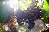 Weintrauben, Weingut Cheval des Andes, Argentinien