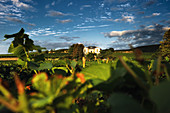 A vineyard landscape, Menger-Krug sparkling wine cellar, Palatinate, Germany