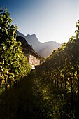 Weinlandschaft, Weingut Gantenbein, Bündner Herrschaft, Fläsch, Graubünden, Schweiz