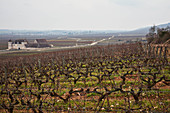 Castle and vineyard landscape, Domaine Mugnier, Burgundy, France