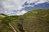 Vineyard, Chateau Ampuis, E.Guigal, Northern Rhone, France