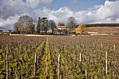 Viney, Maison Louis Latour, Burgundy, France