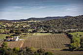 Vineyard landscape and the Quinta Plansel vineyard, Alentejo, Portugal