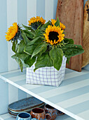 Sunflowers in DIY planter made of reinforced fabric