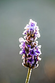 Lavender flower after the first frost