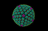 Herpes simplex virus 2, computer model