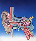 Human ear, illustration