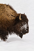 Bison in snow in Yellowstone National Park, USA