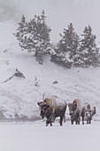 Bison in snow in Yellowstone National Park, USA