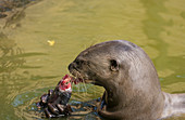 Giant otter eating a fish