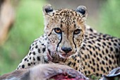 Cheetah feeding on kudu calf