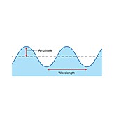 Wavelength and amplitude, illustration
