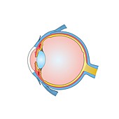 Eye anatomy, illustration