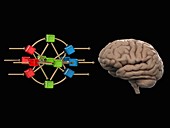 Brain with artificial neural network, illustration