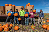 Farm workers during pumpkin harvest