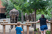 Asian elephants in a zoo