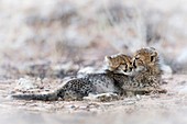 Cheetah cubs being affectionate
