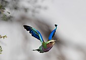 Lilac-breasted roller with insect in bill