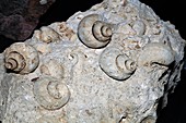 Natica fossil gastropods