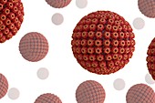 Herpes virus particles, illustration