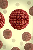 Herpes virus particles, illustration