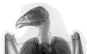 Sparrowhawk, X-ray