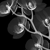 Orchid (Phalaenopsis sp.) flowers, X-ray